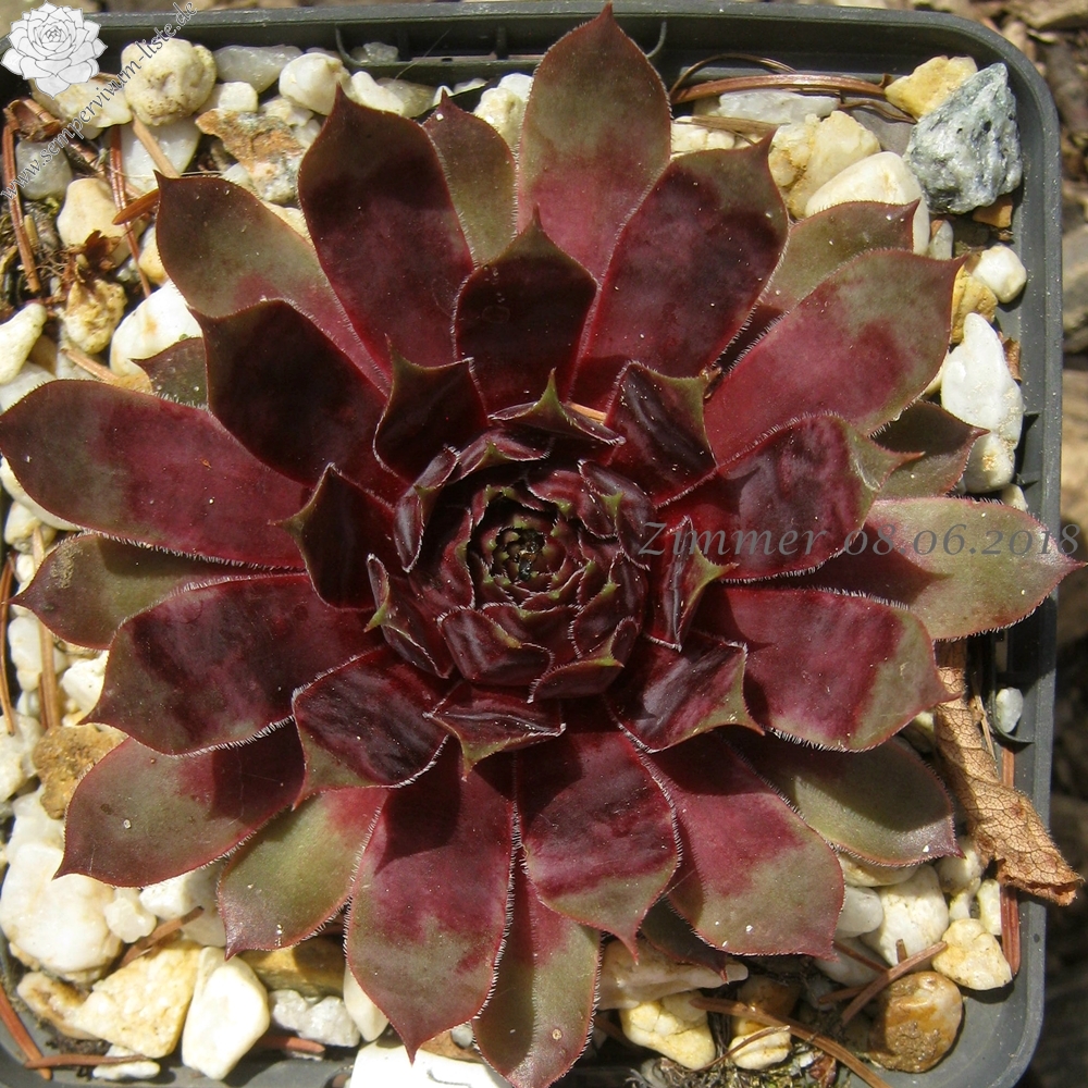 Purple Dazzler | Sempervivum-Liste